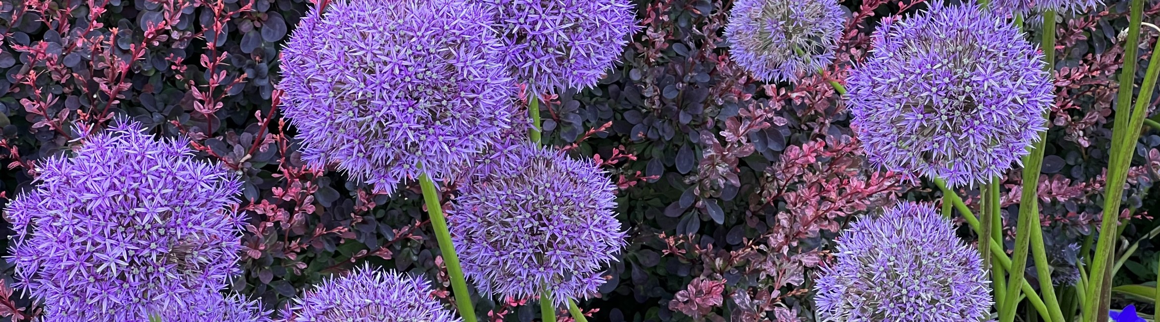 Beautiful violet flowers in Victoria, British Columbia.
